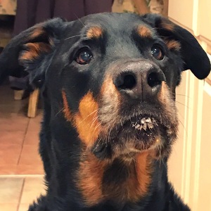 Melanie Dangelantonio